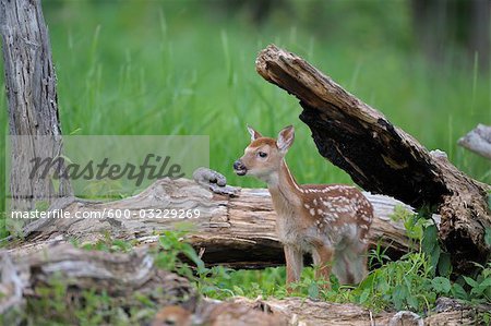 White Tailed Deer Fawn, Minnesota, USA