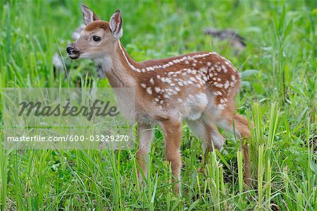 White Tailed Deer Fawn, Minnesota, USA