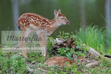 White Tailed Deer Fawns, Minnesota, USA