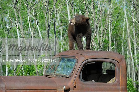 Black Bear on Top of Old Truck, Minnesota, USA