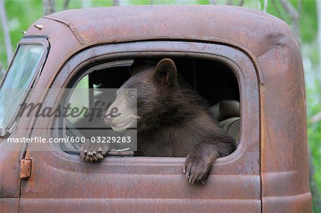 Black Bear in Old Truck, Minnesota, USA