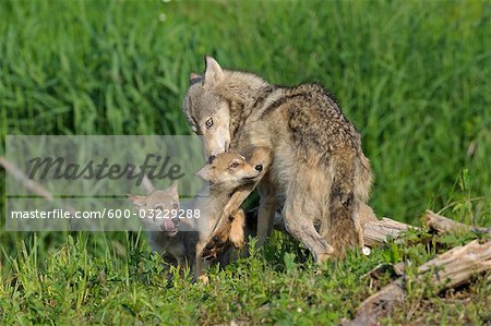 Loup gris avec des chiots, Minnesota, USA
