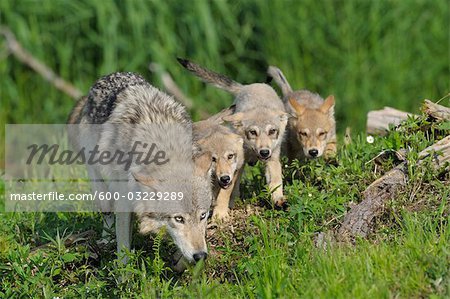 Loup gris avec des chiots, Minnesota, USA