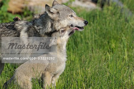 Gray Wolf Pup Licking Mother, Minnesota, USA