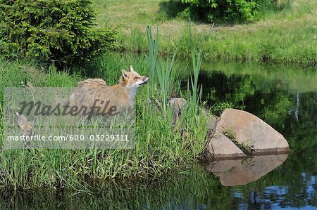 American Red Fox with Pup, Minnesota, USA