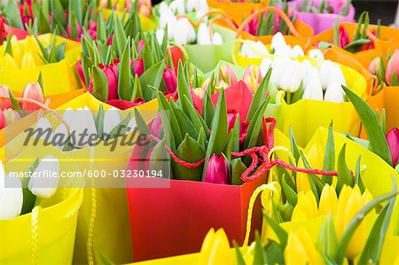 Tulipes au marché aux fleurs, Land de Salzbourg, Autriche