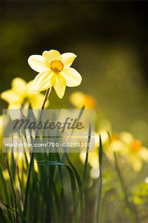 Daffodils, Salzburger Land, Austria