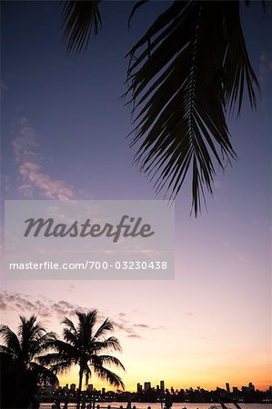 Palmen bei Sonnenuntergang, Miami Beach, Florida, USA