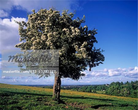 Hawthorn tree on a landscape, Ireland