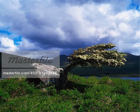 Killary Harbour, Connemara, County Galway, Ireland; Lone hawthorn tree