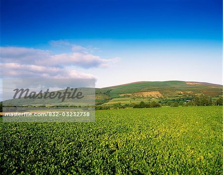 Zuckerrüben, in der Nähe von Clonmel, Co. Tipperary, Irland