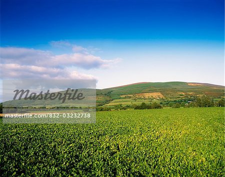 Sugar Beet, Near Clonmel, Co Tipperary, Ireland