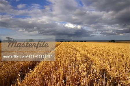 Dundalk Bay, comté de Louth, Irlande ; Champs de blé et d'orge