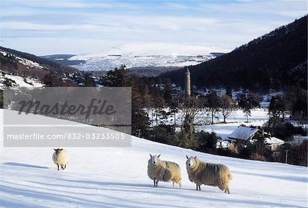 Glendalough, Co Wicklow, Irlande ; Brebis avec un site monastique au loin