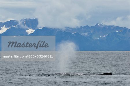 Baleines à bosse, le Parc National de Kenai Fjords, Alaska, USA