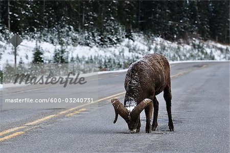 Bighorn Sheep lécher le sel sur la route, Kananaskis Country, Alberta, Canada