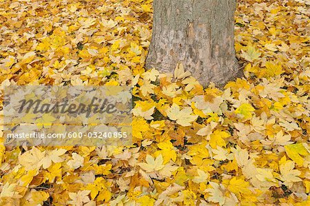 Maple Leaves, Nuremberg, Bavaria, Germany