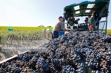 Weinlese am Chateau Lynch-Bages, Pauillac, Gironde, Aquitaine, Frankreich