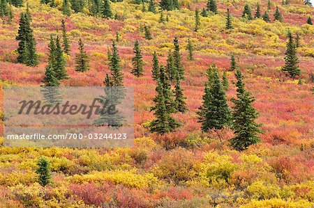 Tundra in Herbstfarben, Denali Nationalpark und Reservat, Alaska, USA