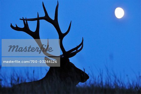 Silhouette von Elk, Jasper Nationalpark, Alberta, Kanada