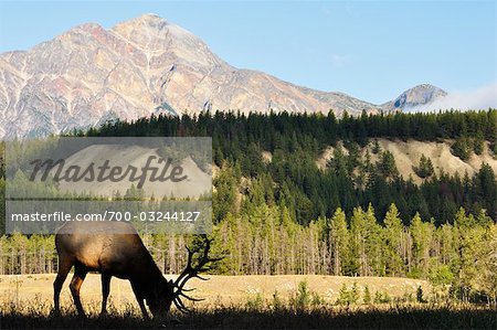 Elch und Pyramid Mountain, Jasper Nationalpark, Alberta, Kanada