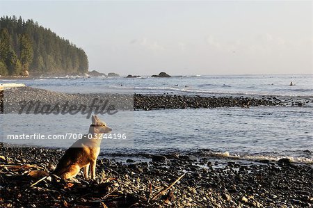 Chien sur la plage Sombrio, Juan de Fuca Provincial Park, l'île de Vancouver, en Colombie-Britannique, Canada