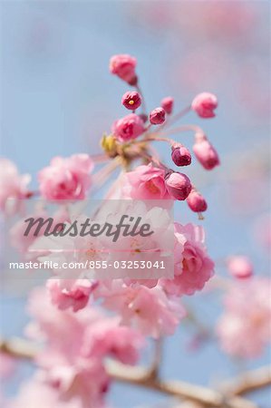 Cherry blossom, Kyoto, Japan