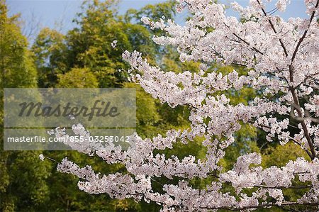 Cherry blossom with bamboo forest, Arashiyama in Spring, Kyoto, Japan