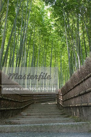 Alley in bamboo forest, Sagano, Kyoto, Japan