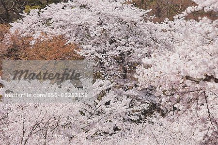 Cerisiers en fleurs au château de Hykone-jo, Hikone, préfecture de Shiga, Japon