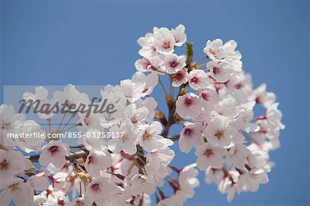 Cerisiers en fleurs au château de Hykone-jo, Hikone, préfecture de Shiga, Japon