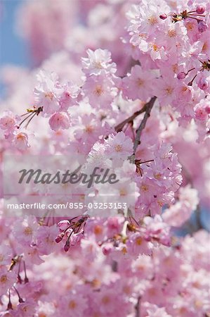 Cherry blossom at  Sasayama-jo castle, Sasayama, Hyogo Prefecture, Japan