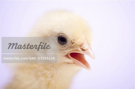 Chick with egg  shells