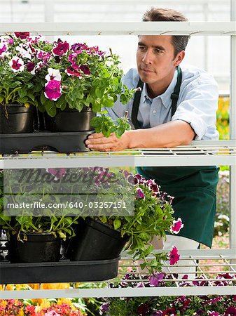 USA, Utah, Salem, milieu adulte homme prendre soin des plantes en serre