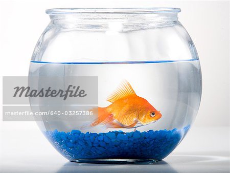 Studio shot of goldfish in a bowl