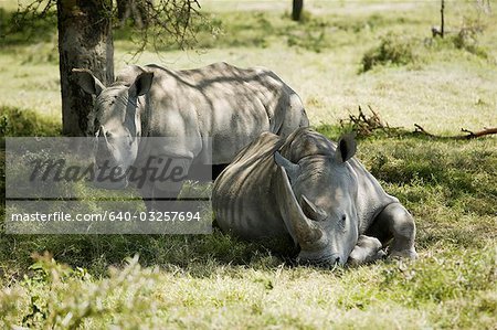 Rhinocéros se reposant sous un arbre