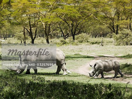 Rhinoceros family in Kenya, Africa