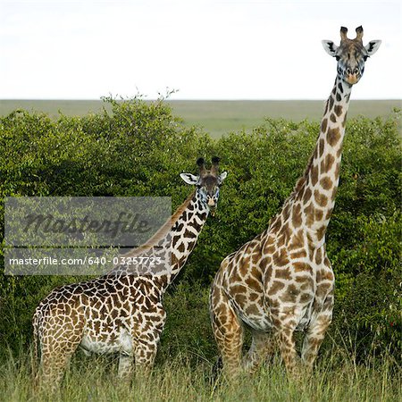 Giraffes in Kenya, Africa