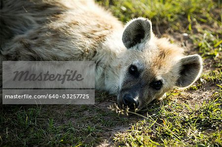 Hyena laying on the ground, Africa