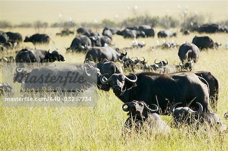 Herd of water buffalo, Africa