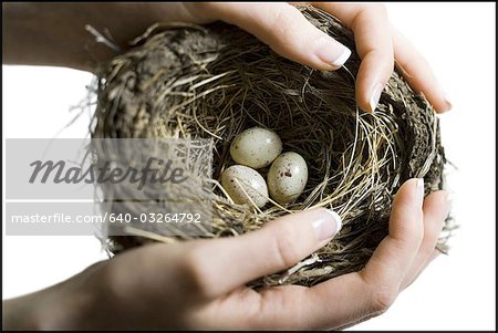 Hands holding nest with three bird eggs