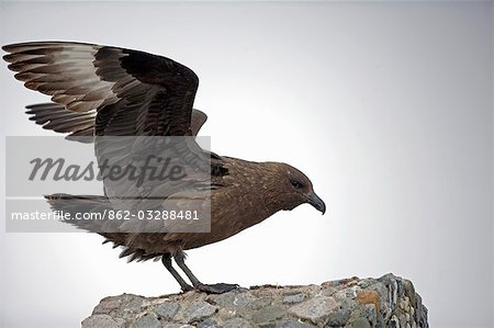 Antarctica,Antarctic Peninsula,Paradise Harbour. Antarctic Skuas (Catharacta antarctica) preying on the young and vulnerable penguin chicks at the Paradise Harbour breeding colony. Also known as Brown Skuas,they are the area's primary bird of prey.