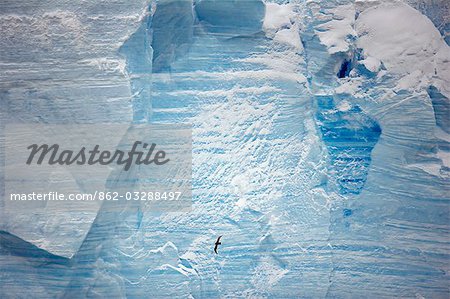 Antarctica,Antarctic Peninsula. Against the majestic backdrop of a towering tabular iceberg,a Giant Petrel (Macronectes giganteus) uses the wind eddies formed by its micro climate to patrol its edge in search of food.