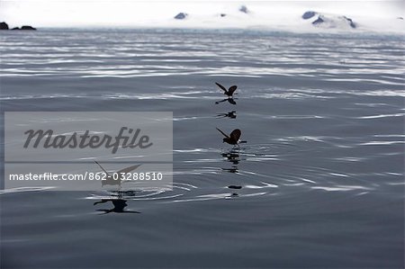 Antarktis, Antarktische Halbinsel, Half Moon Bay. Wilsons Sturmschwalben (Oceanites Oceanicus) walk""on Water"" in das silbrige ruhige Wasser der Bucht Plankton ernähren.