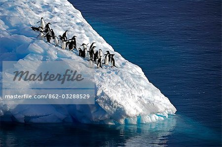 Antartica, Antarktische Halbinsel; Antarctic Sound Iceberg Alley genannt. Eine Gruppe von Adeliepinguine, französischer Entdecker Dumont d ' Urville benannte sie nach seiner Frau Adélie, ruhen auf einem stark verwitterten 'bergy-Bit' oder kleinen Eisberg.