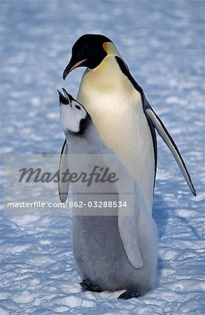 Antarktis, Weddell-Meer, Halley-Bucht. Kaiserpinguin & Küken (Aptenodytes Forsteri).