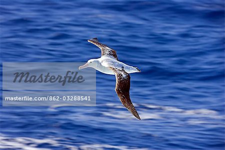 Antarctica,Antarctic Peninsula,a Royal Albatross (Diomedea epomophora) in flight over sunny seas