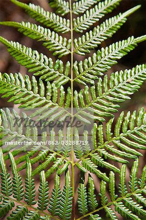 Textures and patterns of a fern leaf in area known as Wallum Country on Fraser Island.