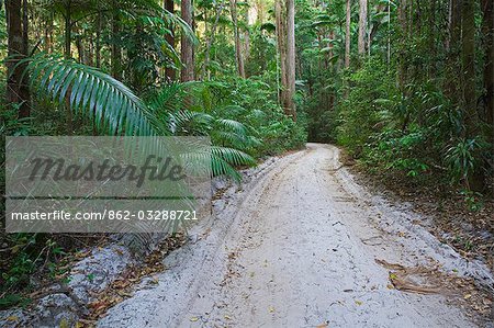 Eine sandige Straße schlängelt durch den dichten Regenwald von Fraser Insel. Die Tracks, die einst von Logger um zu schleppen Bauholz, durchqueren die Insel und sind nur mit vier-Rad-Fahrzeuge zu erreichen.