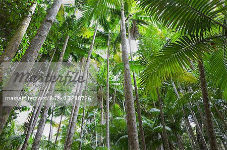 Palmiers tropicaux dans le domaine de la forêt tropicale de Wanggoolba Creek sur l'île de Fraser World Heritage Listed.